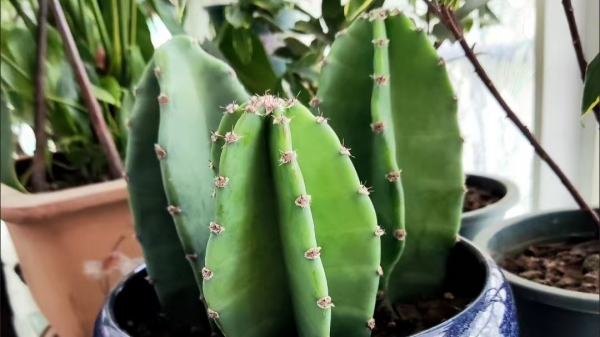 一暄康养经验分享——适合老年人种植的花草推荐：仙人掌​