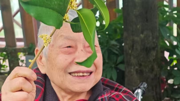 成都高端养老院一暄康养经验分享——适合老年人种植的花草推荐：桂花1