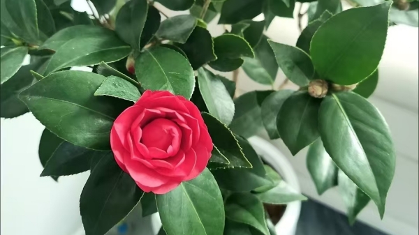 一暄康养经验分享——适合老年人种植的花草推荐：茶花