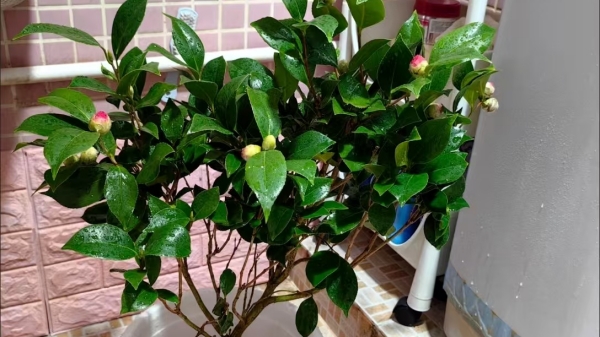 成都高端养老院一暄康养经验分享——适合老年人种植的花草推荐：茶花2