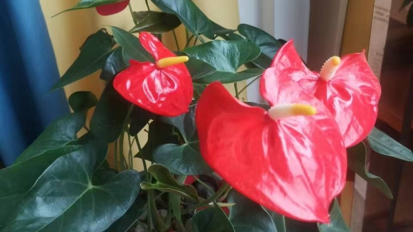 成都高端养老院一暄康养经验分享——适合老年人种植的花草推荐：红掌1