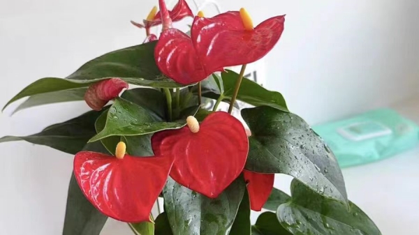 成都高端养老院一暄康养经验分享——适合老年人种植的花草推荐：红掌2