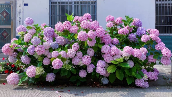 成都高端养老院一暄康养经验分享——适合老年人种植的花草推荐：绣球1