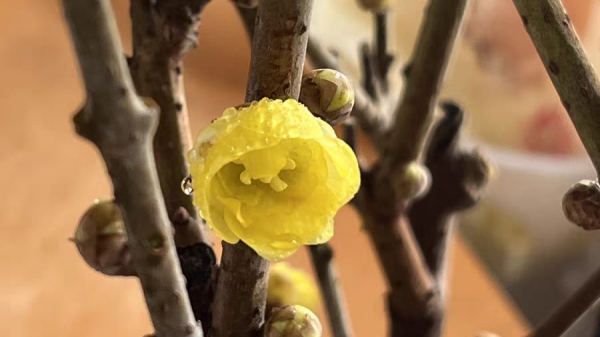 成都高端养老院一暄康养经验分享——适合老年人种植的花草推荐：腊梅1