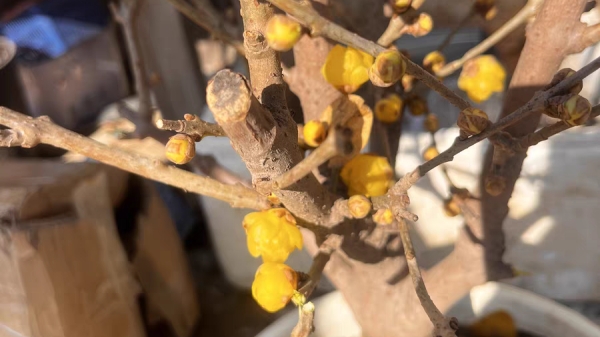 成都高端养老院一暄康养经验分享——适合老年人种植的花草推荐：腊梅2