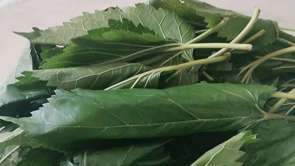 春季尝鲜，桑叶好吃又健康（二）