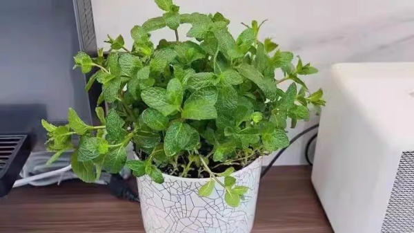 成都高端养老院一暄康养分享提神醒脑缓解疲劳的妙招-薄荷